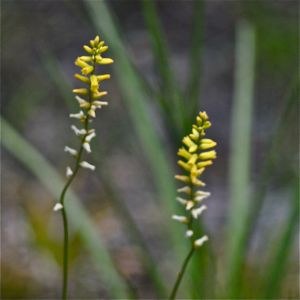 yellow colicroot
